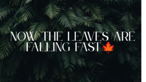 Now the leaves are falling fast