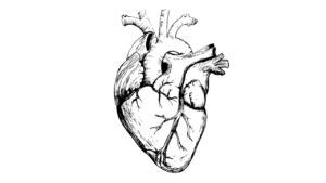 Human Circulatory System