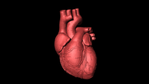Human Circulatory System