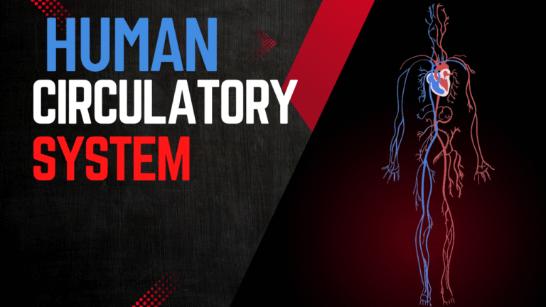 The Human Circulatory System