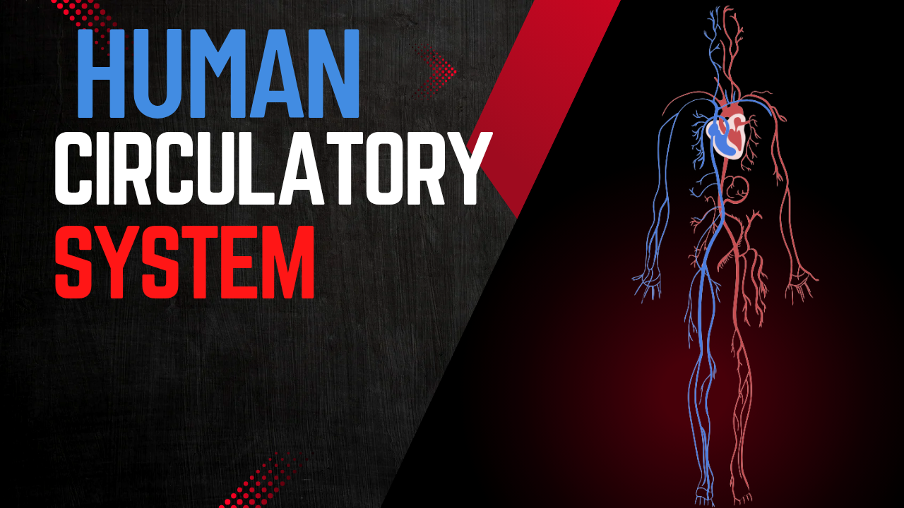 The Human Circulatory System