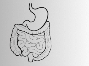 Digestive System MCQ for NEET and Class 11