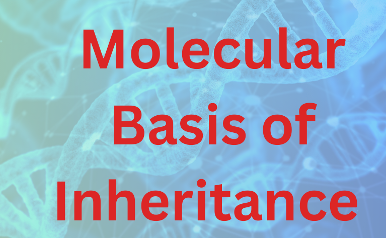 Molecular Basis of Inheritance 