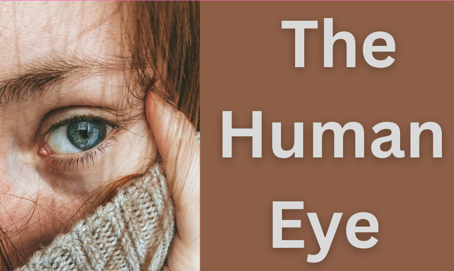  The Human Eye