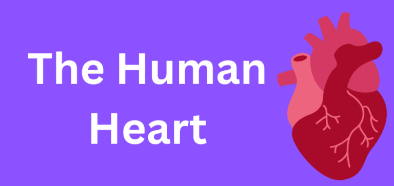 The Human Heart
