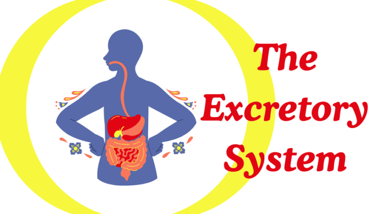 The Excretory System