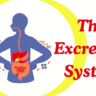 The Excretory System