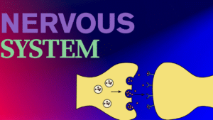 The Nervous System