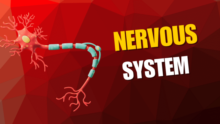 The Nervous System