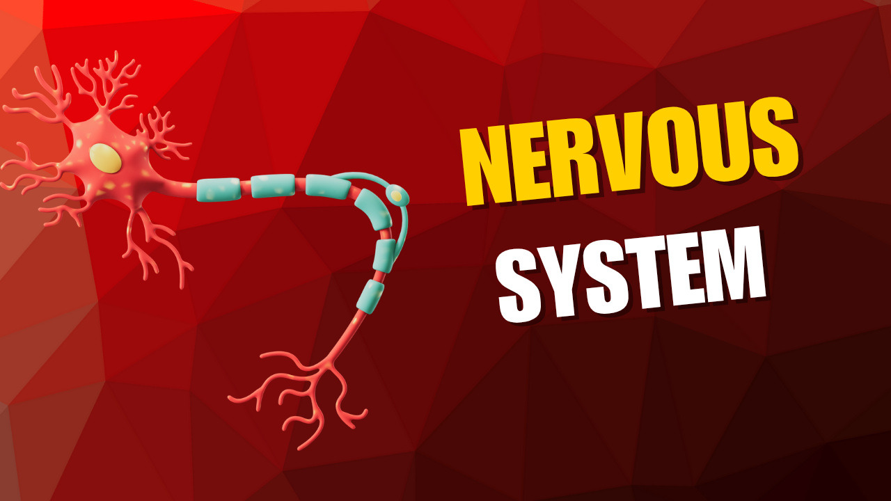 The Nervous System
