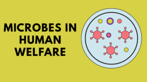 Microbes in Human Welfare
