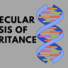 Molecular Basis of Inheritance Class 12
