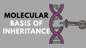 Molecular Basis of Inheritance Class 12