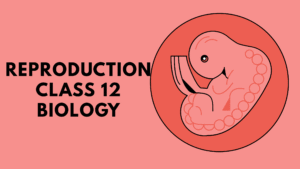 Reproduction Class 12 Biology