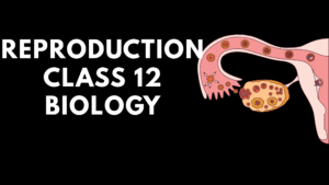 Reproduction Class 12 Biology