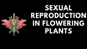 Sexual Reproduction in Flowering Plants