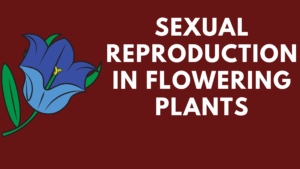 Sexual Reproduction in Flowering Plants